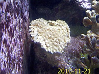2010-11-21